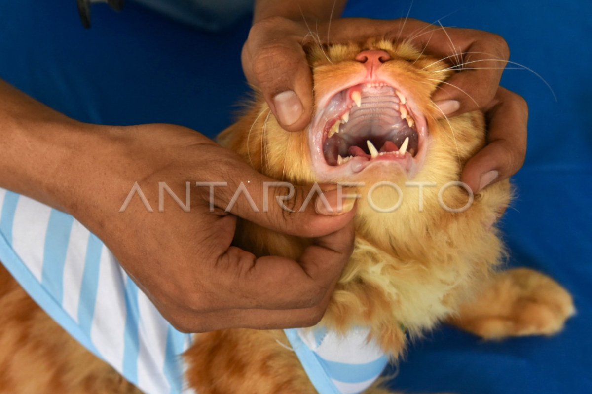 Vaksinasi rabies gratis di Medan