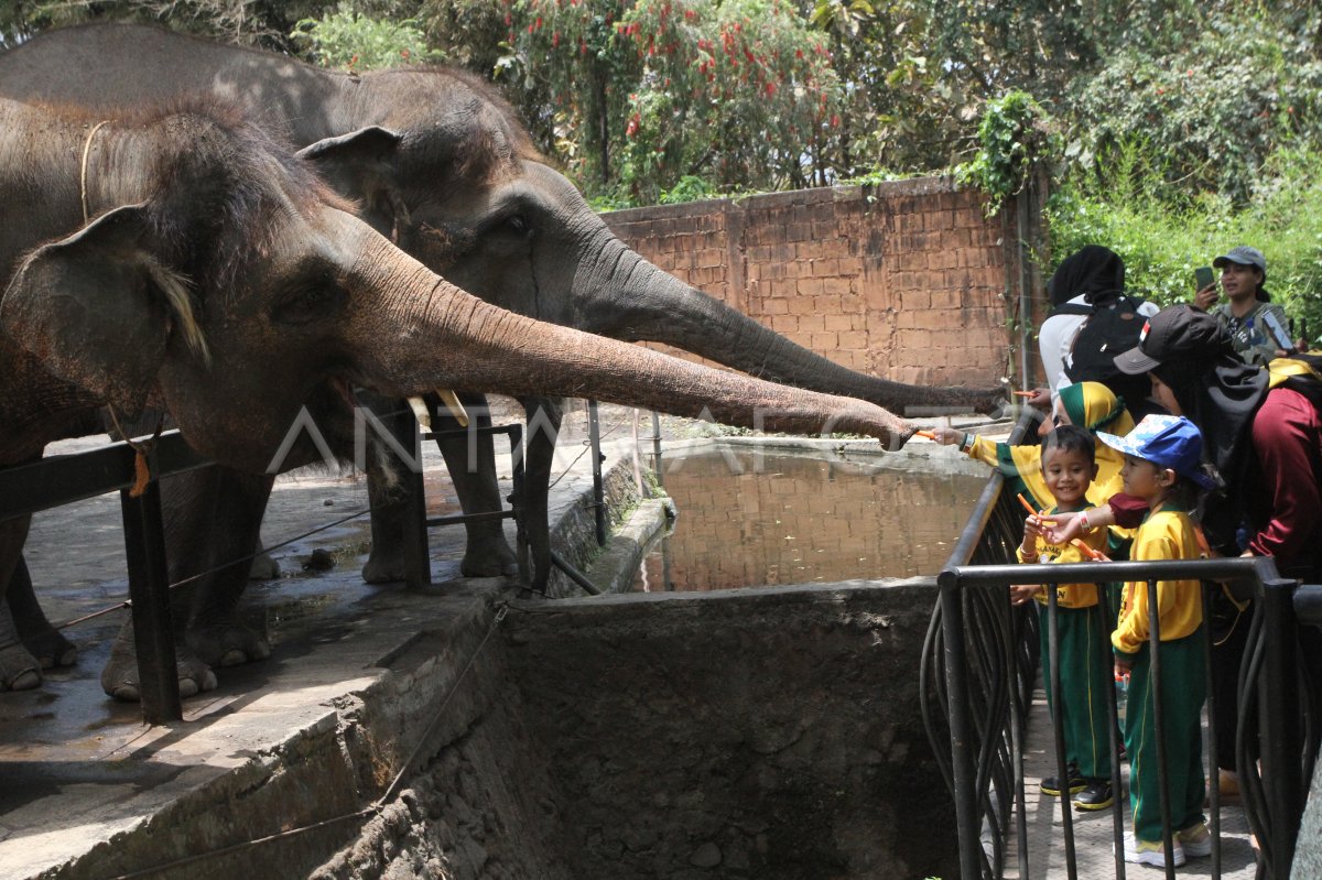 World Animal Day: Feeding Elephants and Giraffes at Jatimpark 2, Batu, East Java