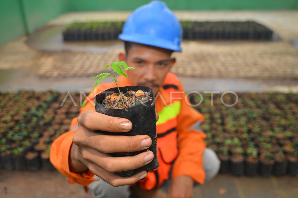 Budidaya Kaliandra Merah Untuk Biomassa | ANTARA Foto