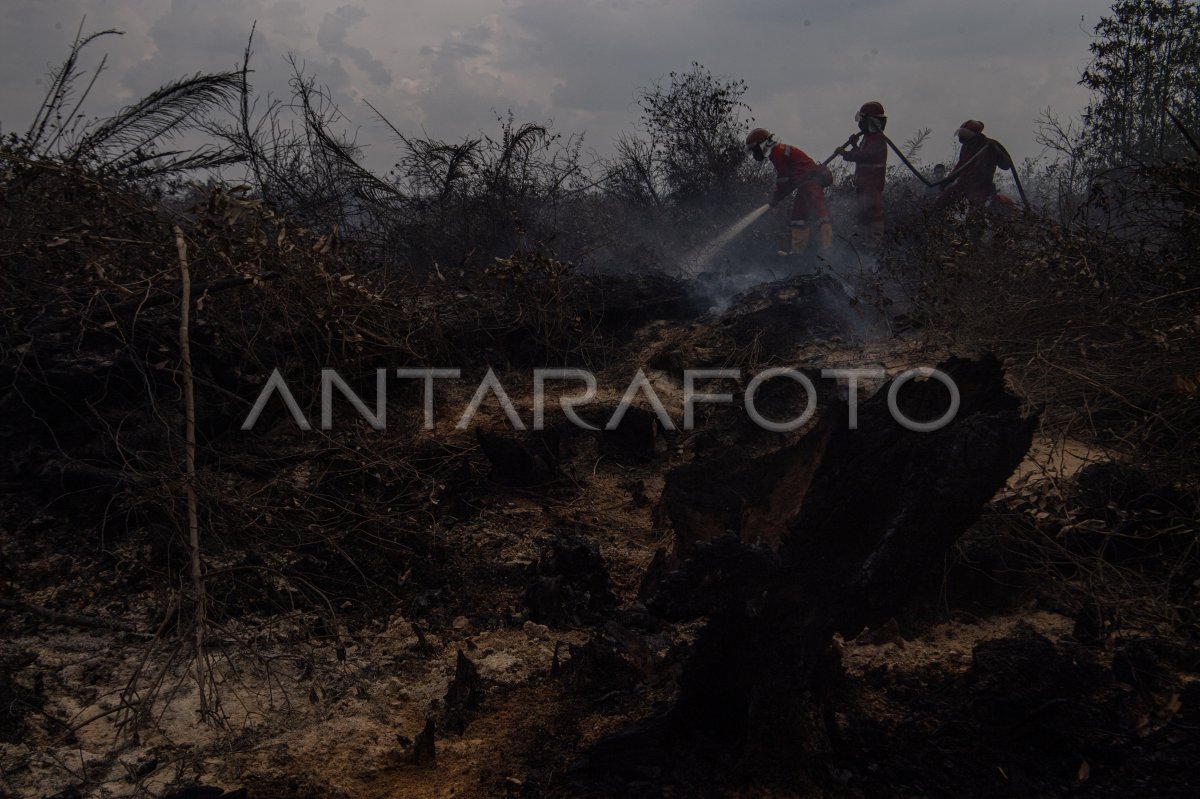 Upaya Pemadaman Kebakaran Lahan Gambut Di Desa Jungkal | ANTARA Foto