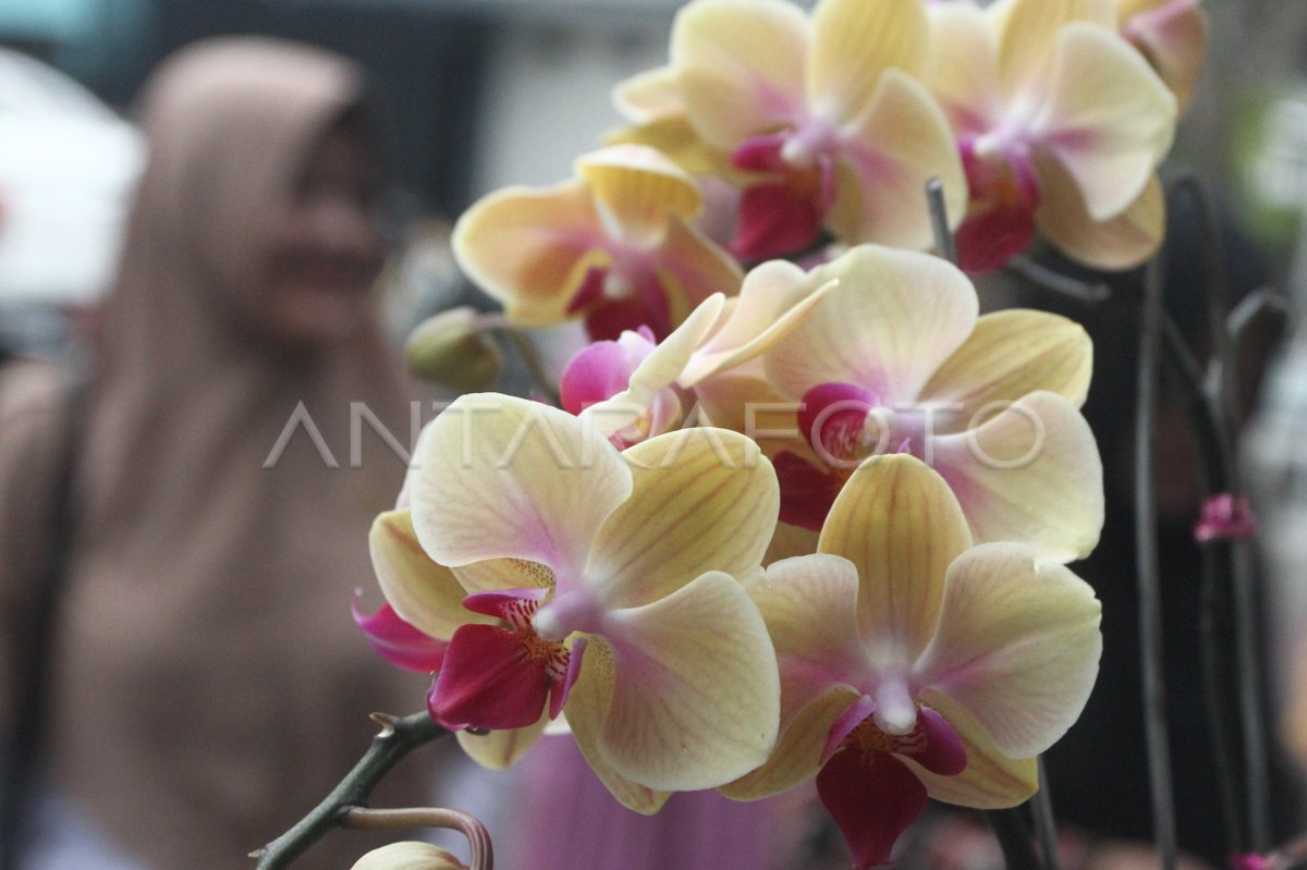 Batu Orchid Week 2023 | ANTARA Foto