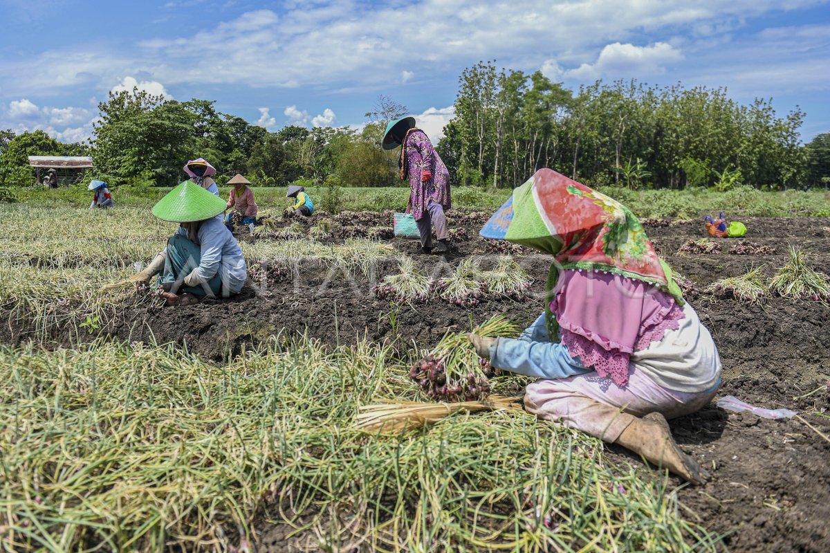 Kenaikan Harga Bawang Merah Antara Foto