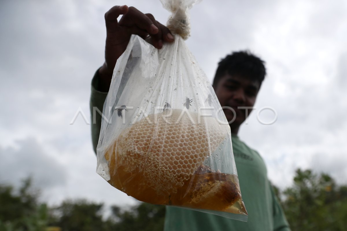 Panen Madu Lebah Alam Liar Antara Foto