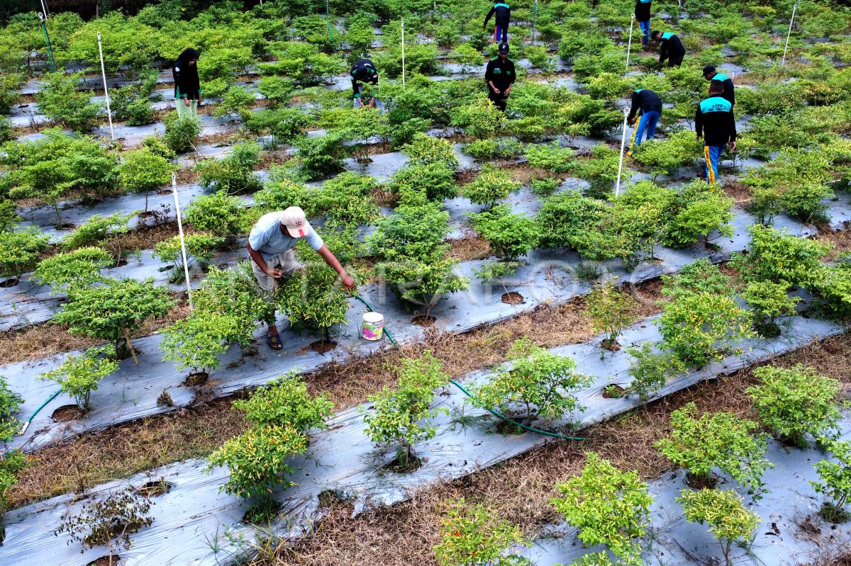 Harga Cabai Rawit Turun | ANTARA Foto