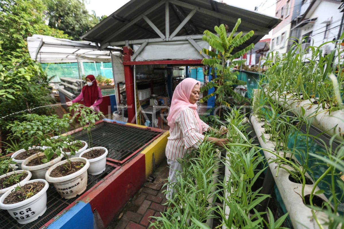 Lansia kelola pertanian perkotaan | ANTARA Foto