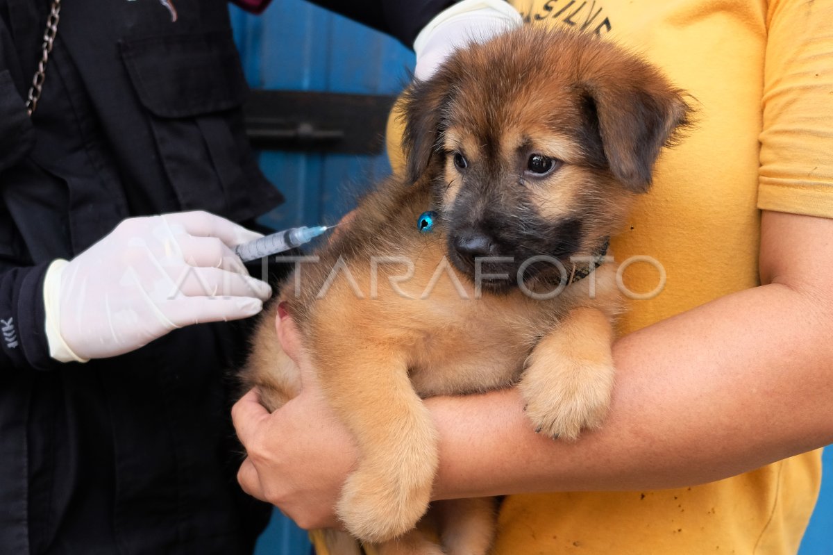 Denpasar City Agriculture Service Conducts 2024 Rabies Vaccination for Dogs in Bali