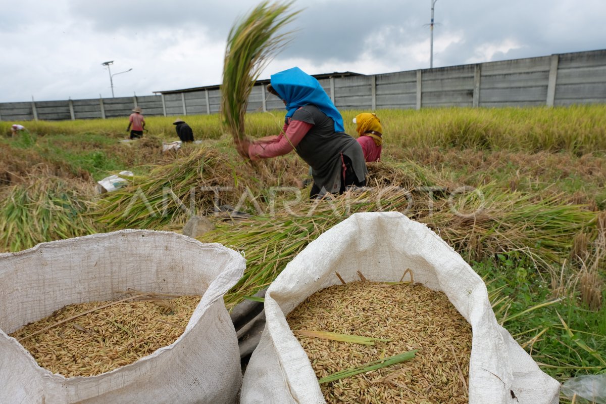 Petani Konsumsi Sendiri Padi Hasil Panen Antara Foto Petani Konsumsi Sendiri Padi Hasil Panen Antara Foto