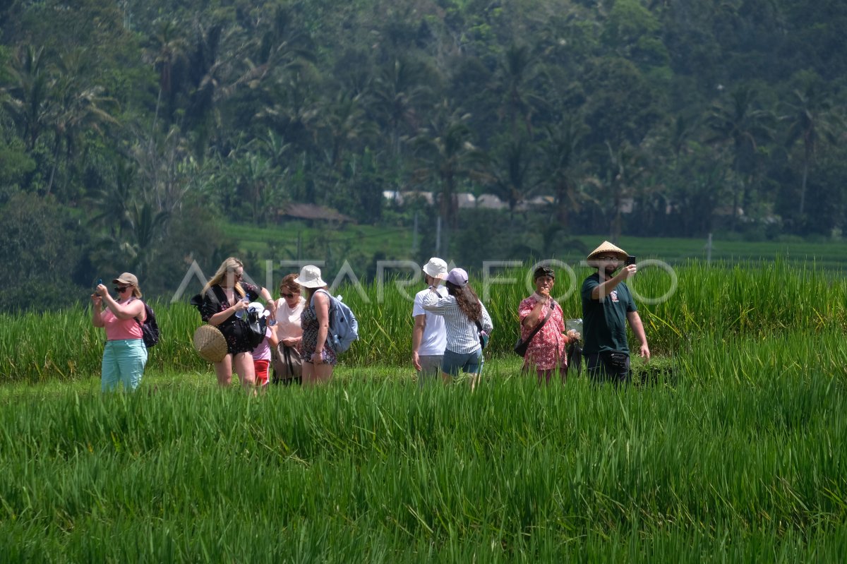 Jatiluwih Sebagai Lokasi Kunjungan Delegasi Wwf Antara Foto