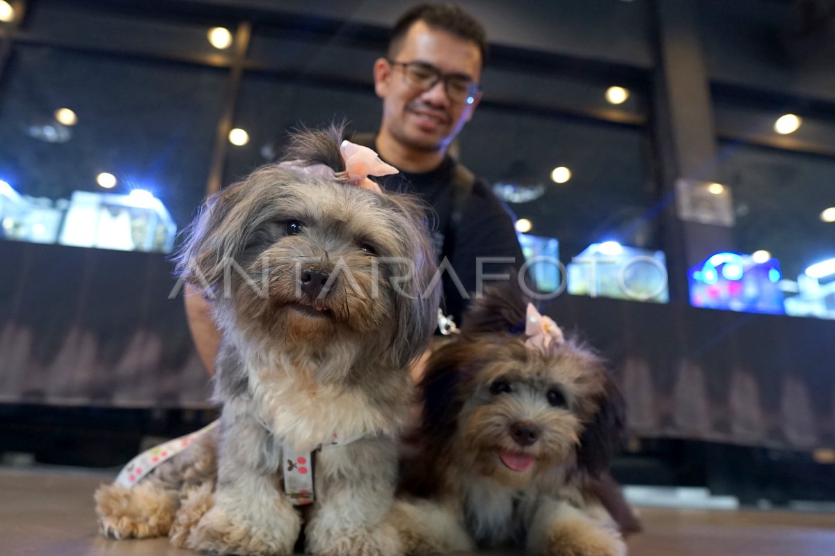 Vaksinasi hewan gratis cegah rabies di Gorontalo ANTARA Foto Vaksinasi hewan gratis cegah rabies di Gorontalo ANTARA Foto