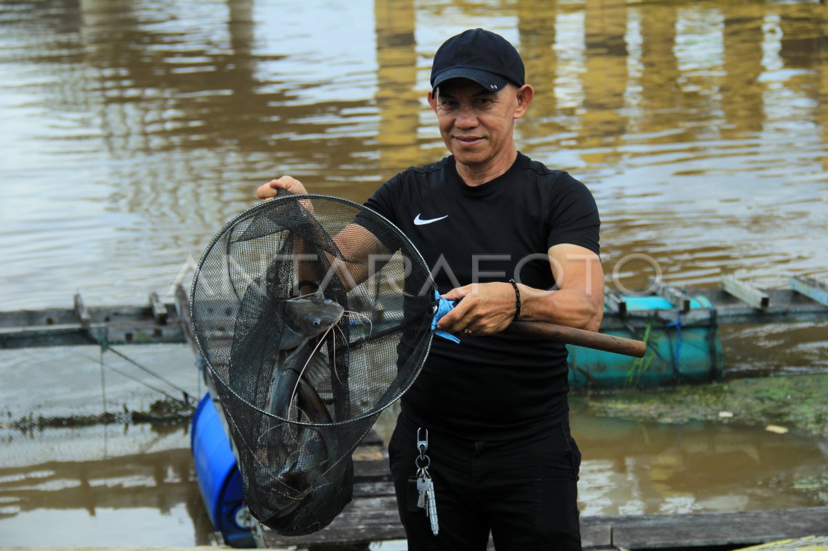 Budi Daya Ikan Di Tepian Sungai Antara Foto