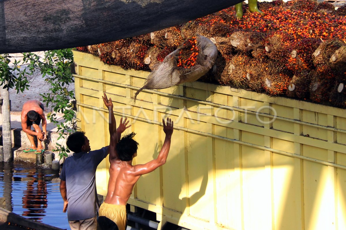 Harga Tandan Buah Segar Kelapa Sawit Di Dumai Antara Foto