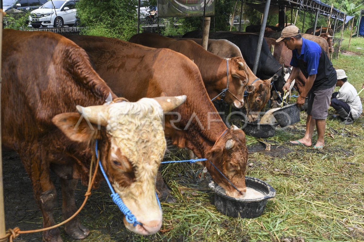 Penjualan Hewan Kurban Di Jakarta Antara Foto