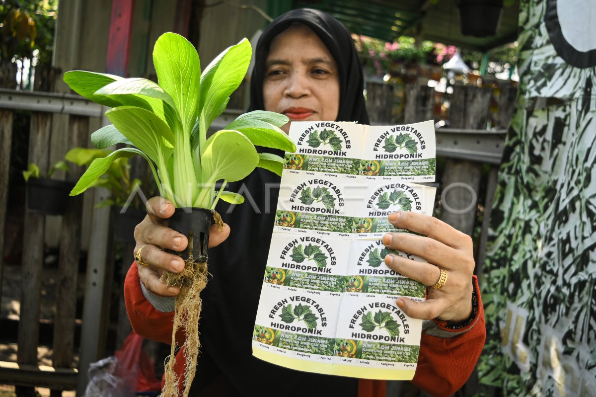 Kelompok Wanita Tani Panen Sayur Di Tangerang | ANTARA Foto