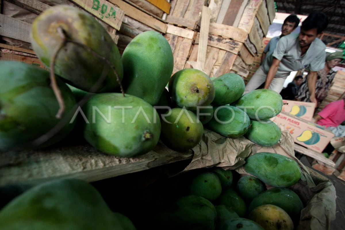 PELUANG EKSPOR BUAH | ANTARA Foto