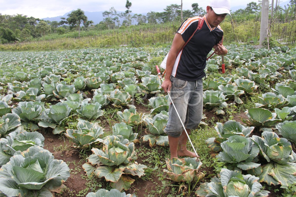 TERANCAM GAGAL PANEN | ANTARA Foto