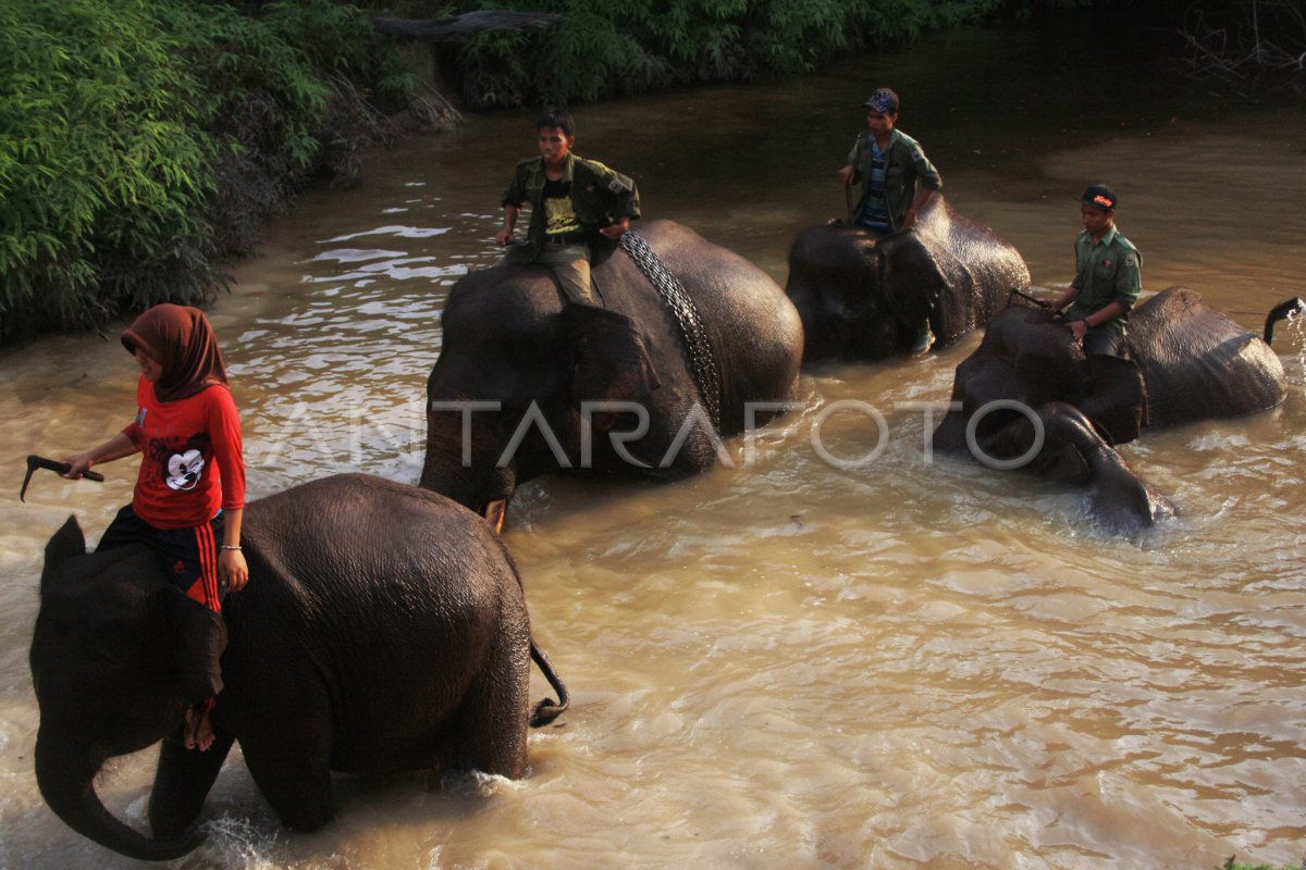 GAJAH SUMATERA | ANTARA Foto