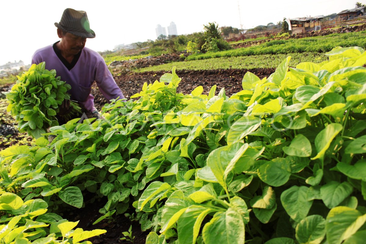 Petani Lahan Tidur Antara Foto