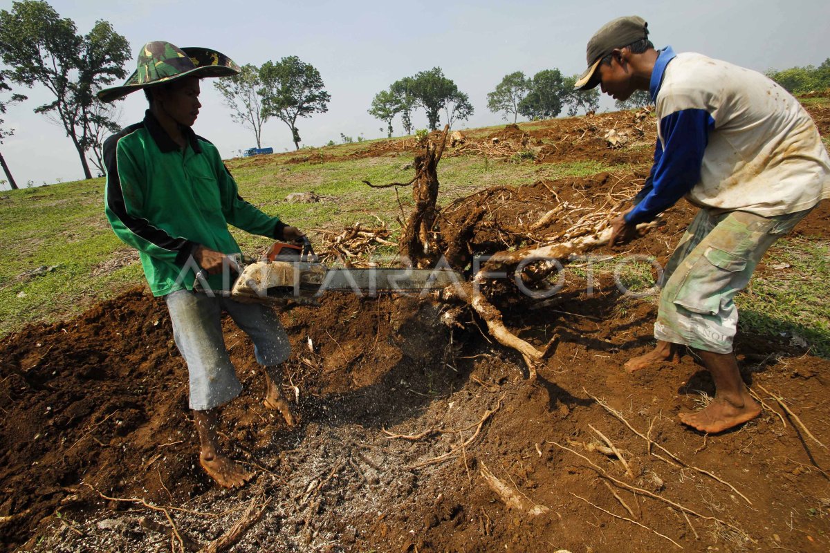 MENCARI KAYU BAKAR | ANTARA Foto