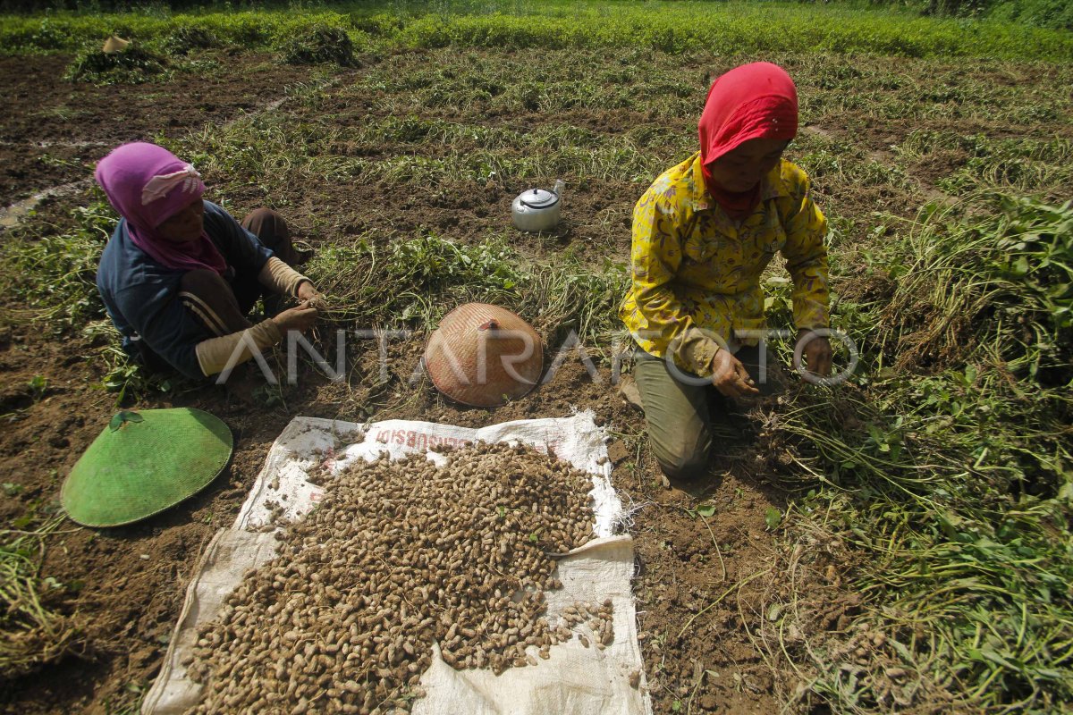 PANEN KACANG TANAH | ANTARA Foto