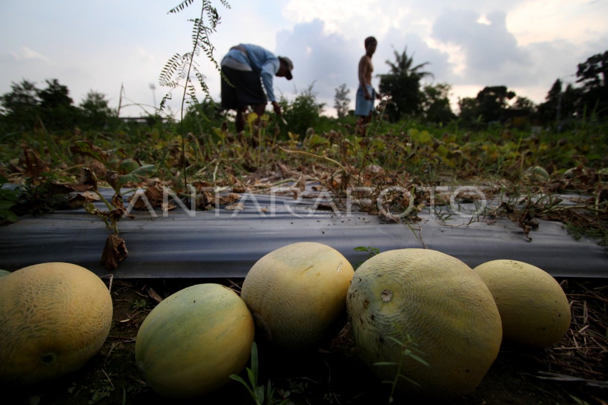 Gagal Panen Antara Foto