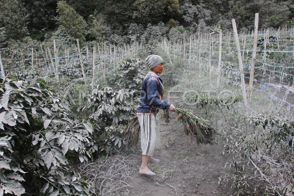 TERANCAM GAGAL PANEN | ANTARA Foto