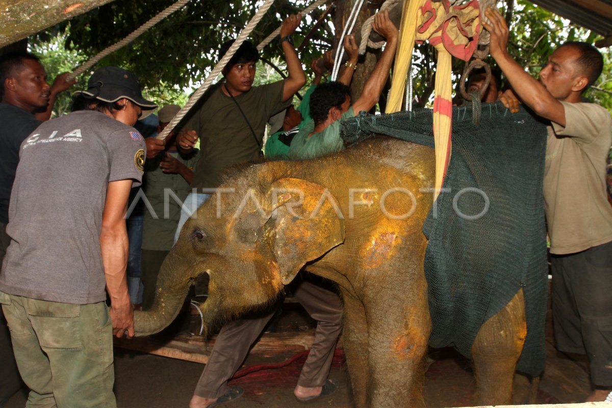 PERAWATAN ANAK GAJAH SUMATERA | ANTARA Foto