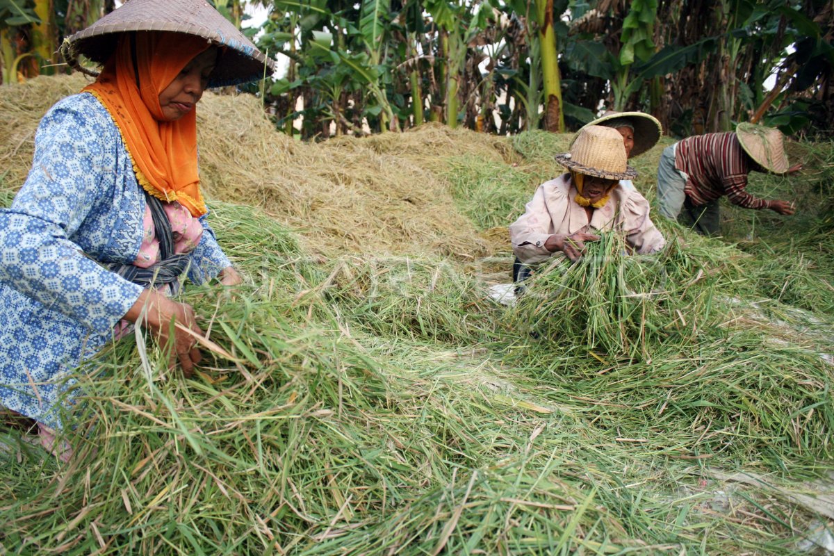 BURUH TANI PEREMPUAN | ANTARA Foto