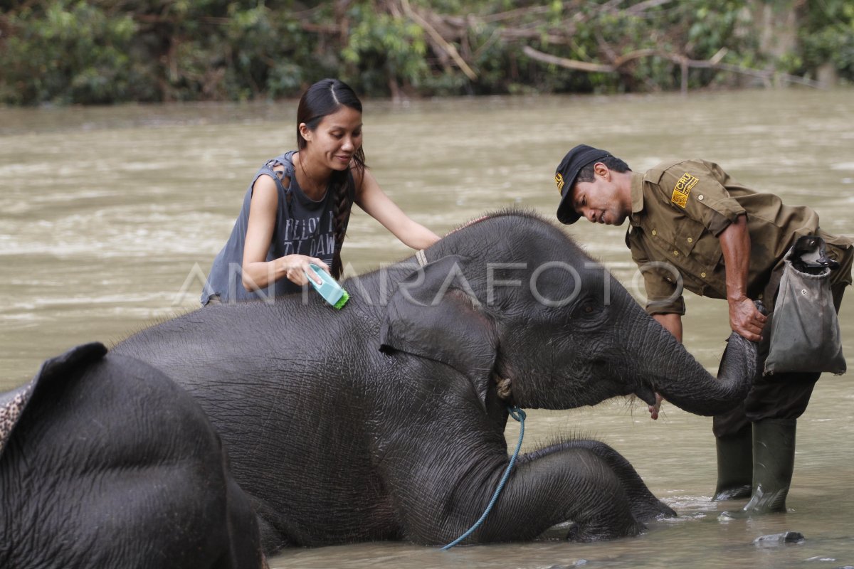 Ekowisata Tangkahan Sumut Antara Foto