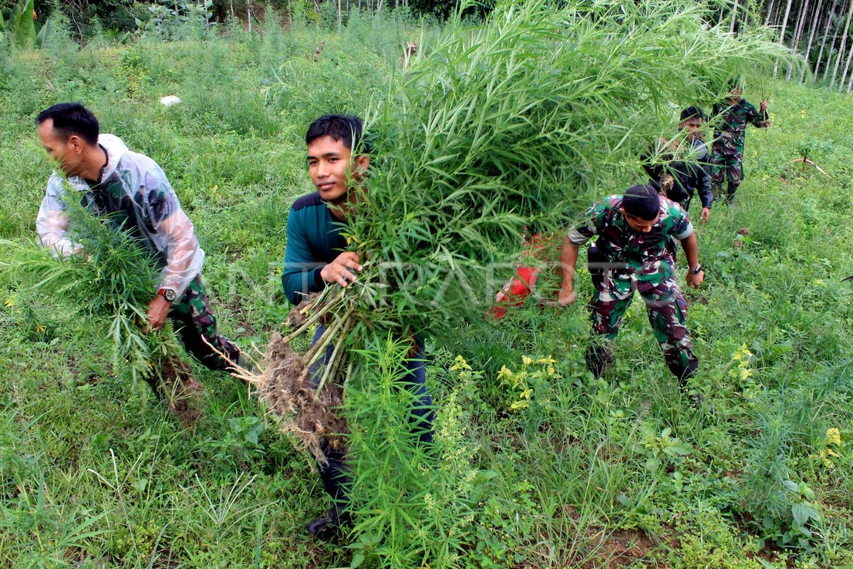 TEMUKAN LADANG GANJA ACEH | ANTARA Foto