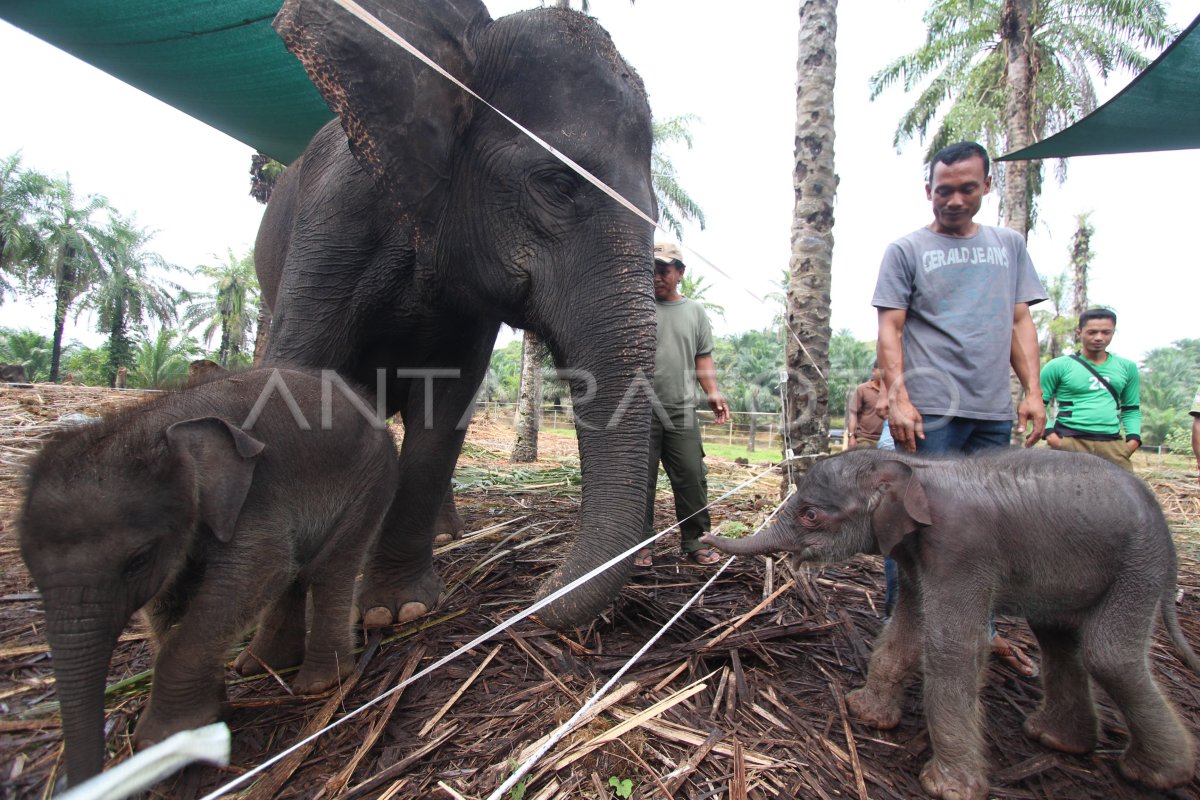 Anak Gajah Sumatera Antara Foto Anak Gajah Sumatera Antara Foto