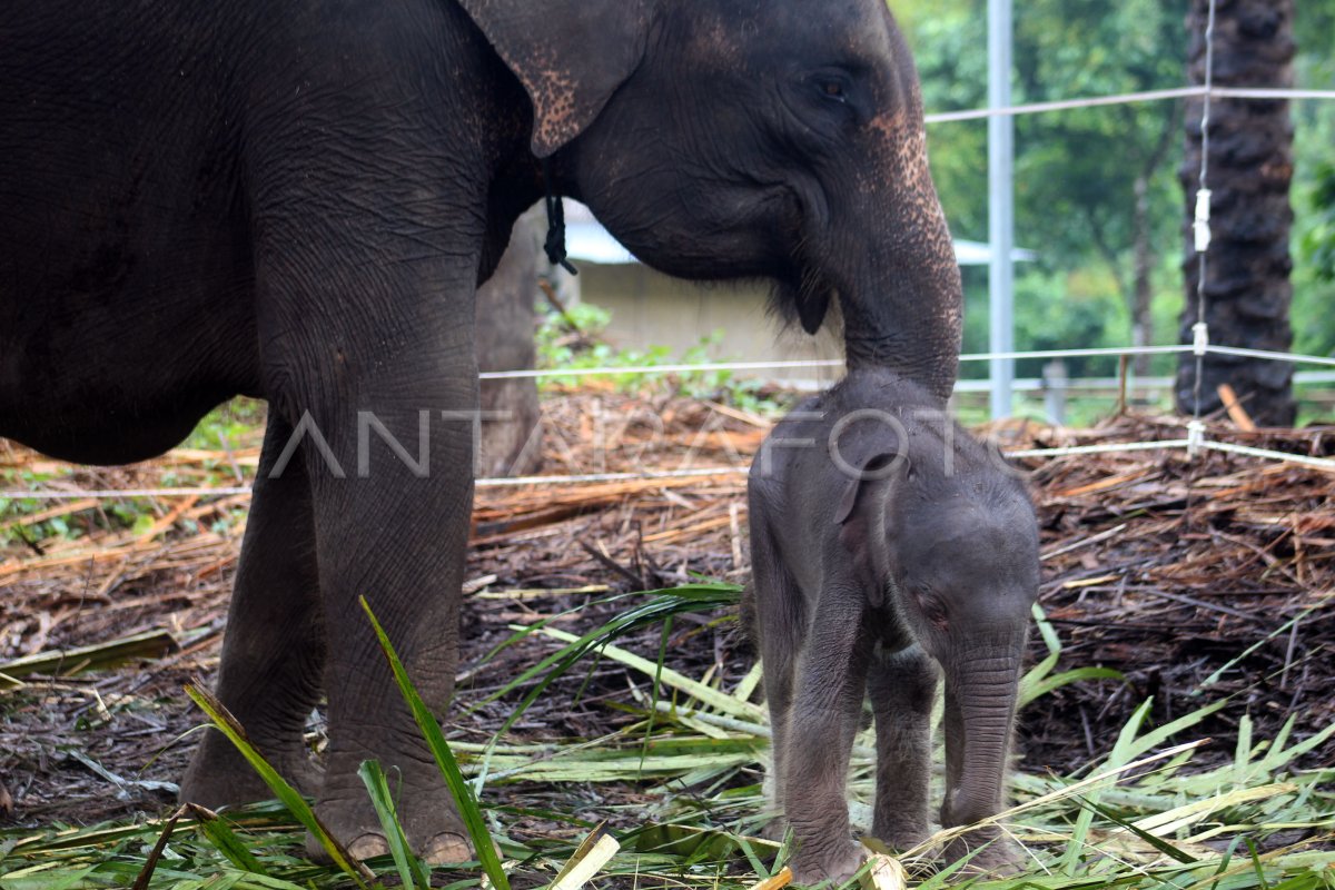 Anak Gajah Sumatera Antara Foto Anak Gajah Sumatera Antara Foto