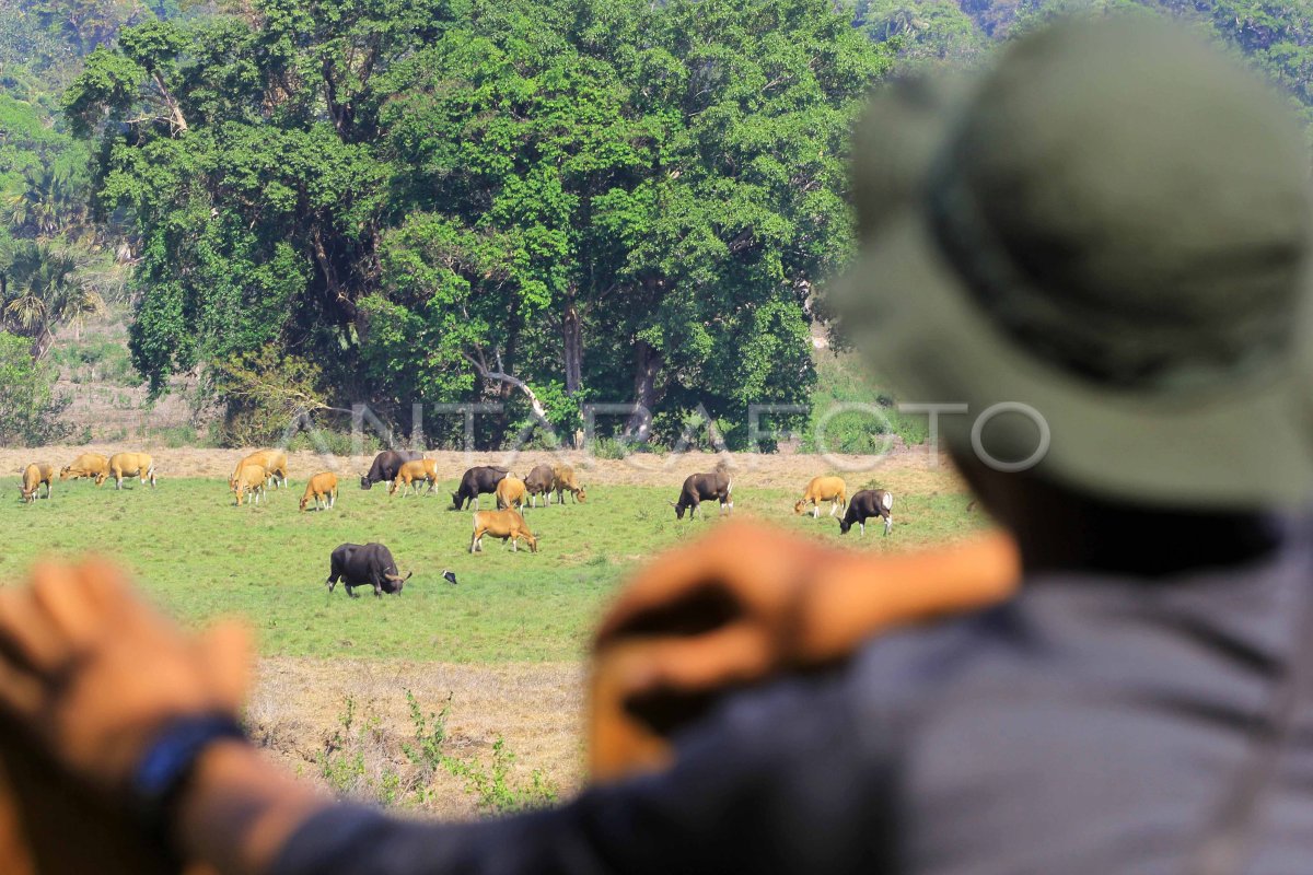 POPULASI BANTENG JAWA ALAS PURWO ANTARA Foto POPULASI BANTENG JAWA ALAS PURWO ANTARA Foto