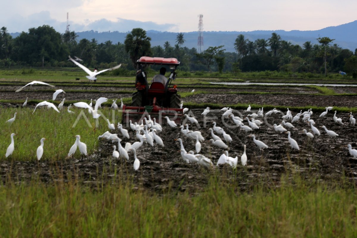 Burung Kuntul Kecil Antara Foto