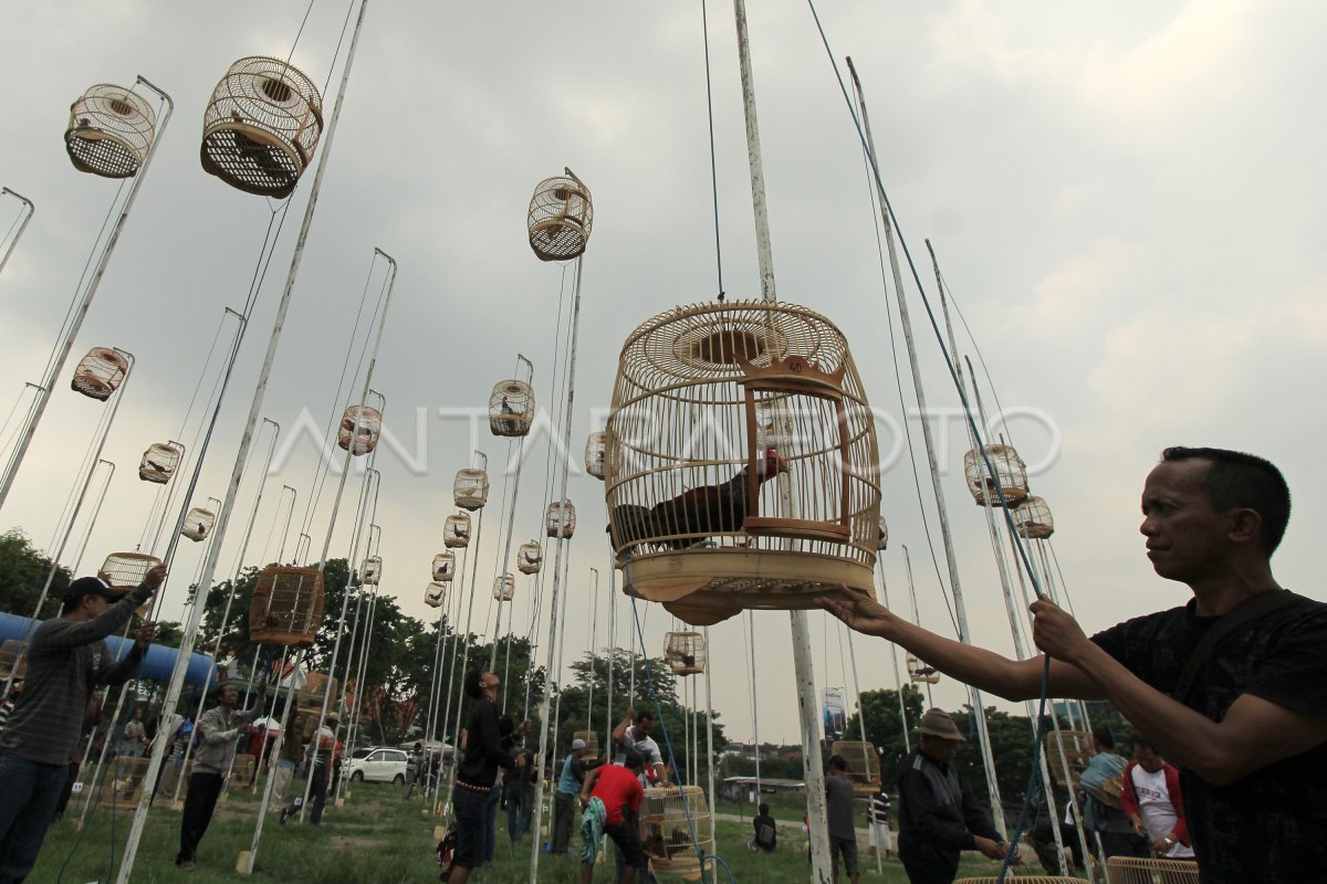 KONTES SENI SUARA AYAM BEKISAR | ANTARA Foto