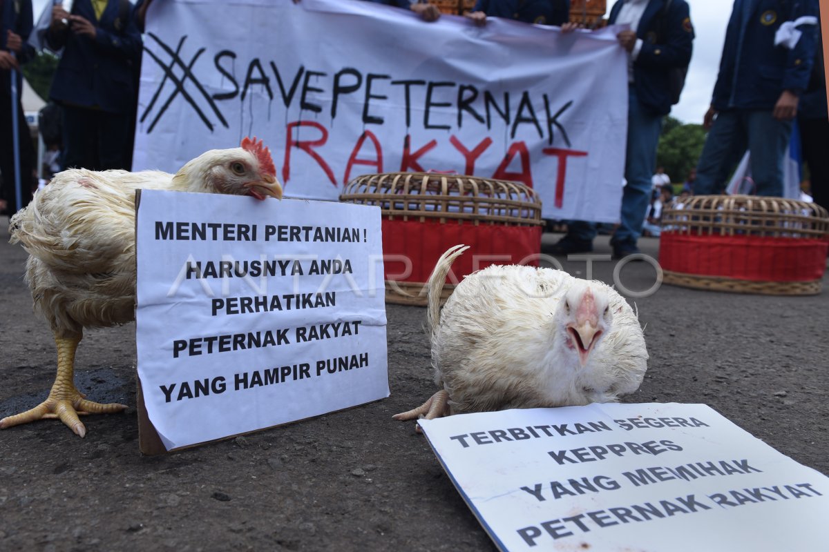 DEMO PETERNAK AYAM | ANTARA Foto