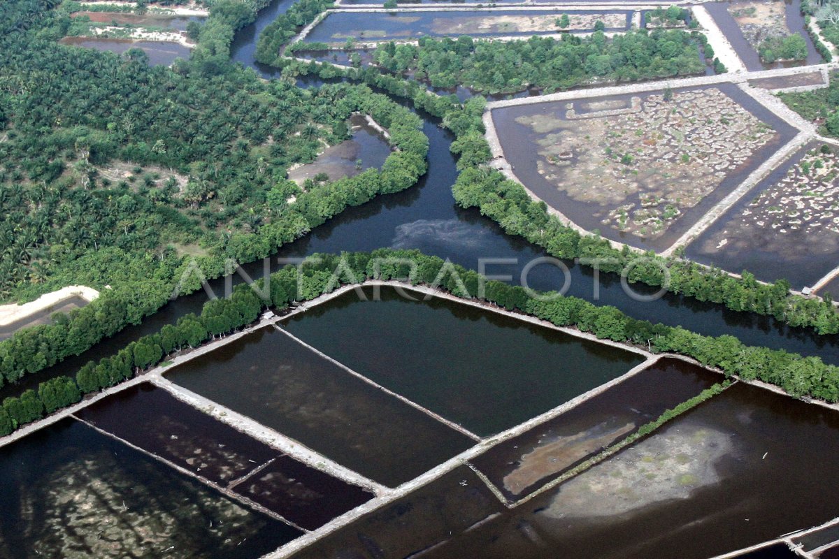 Kerusakan Hutan Mangrove Antara Foto