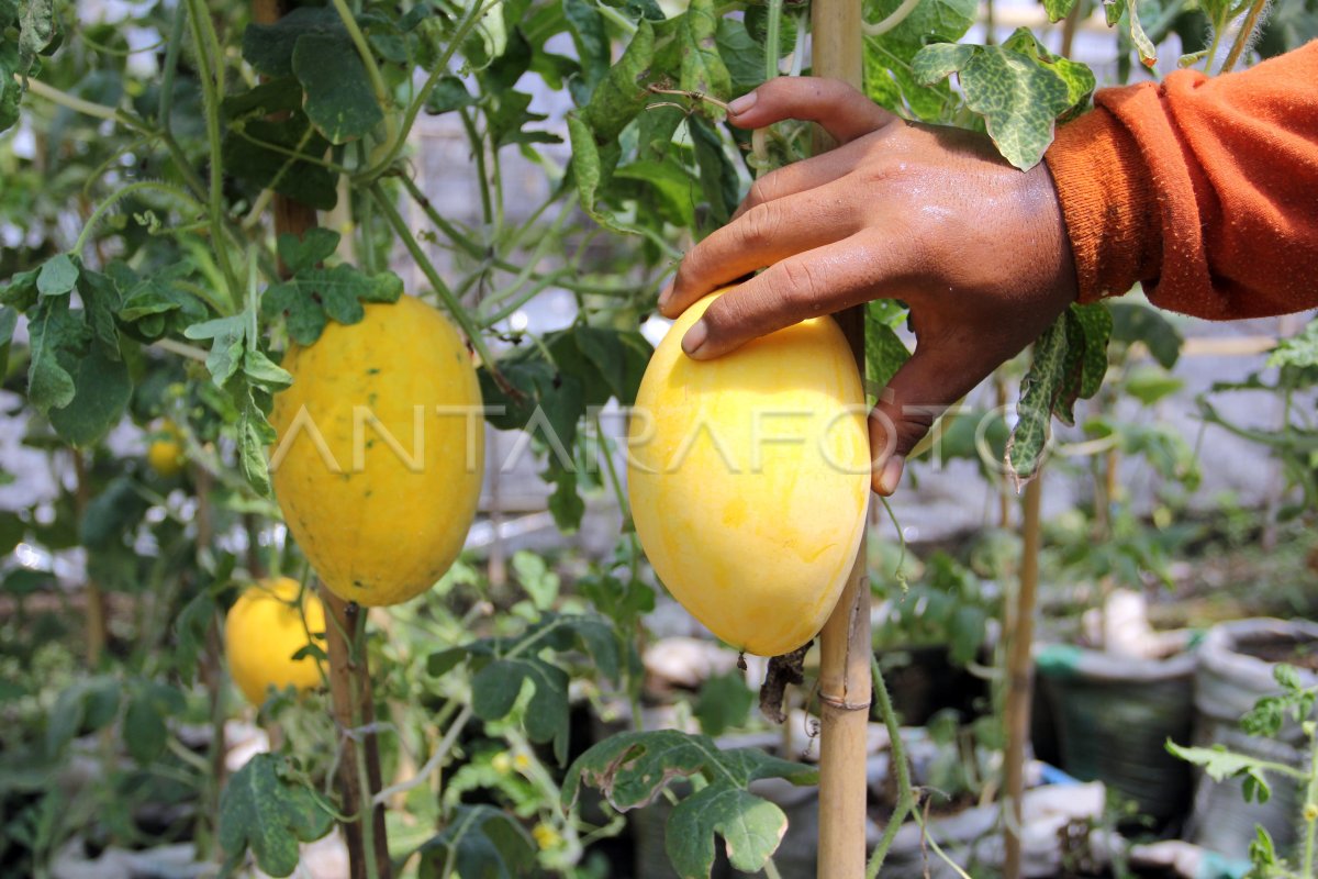 KAWIN SILANG MELON DAN SEMANGKA ANTARA Foto