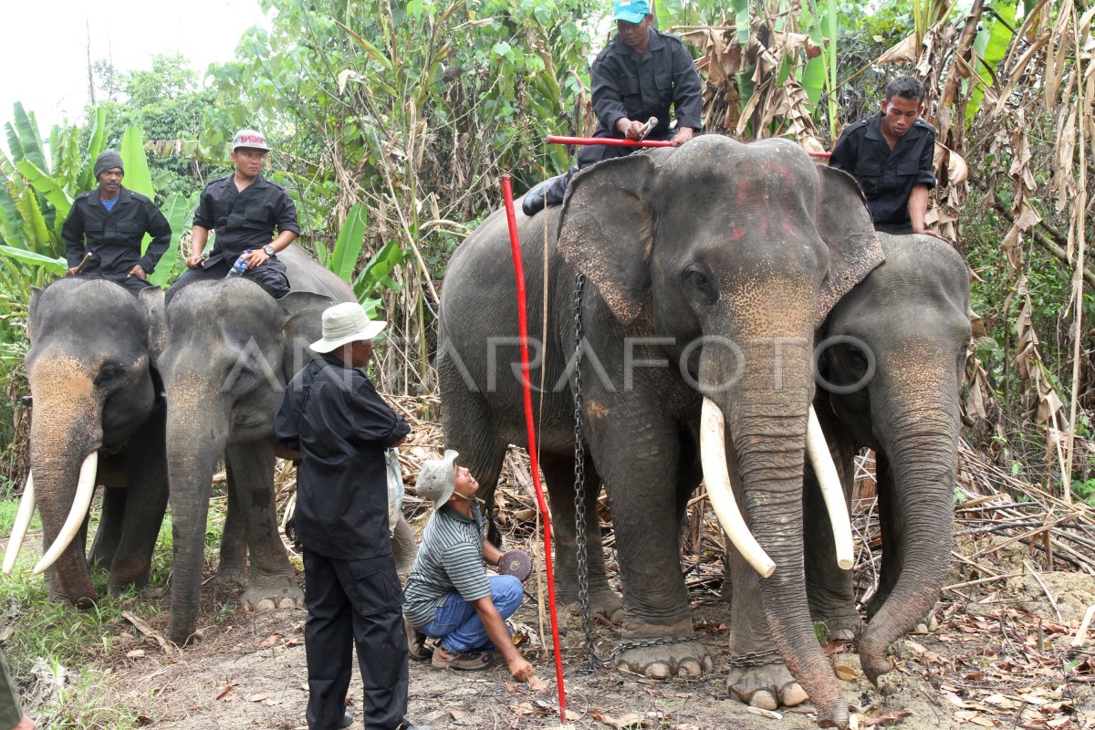 Tim medis BBKSDA Riau melakukan pemeriksaan terhadap anak gajah Laila