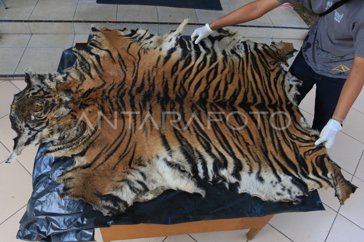 PERDAGANGAN KULIT HARIMAU SUMATERA ANTARA Foto