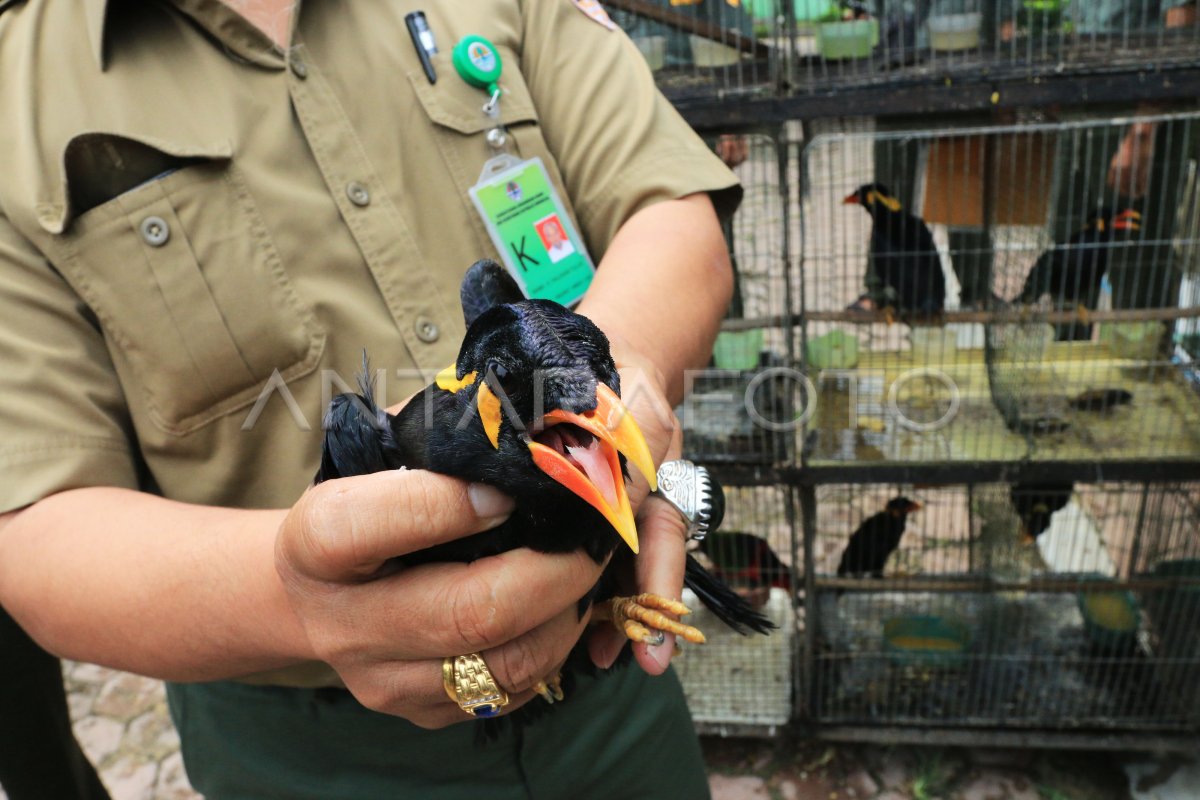PENYITAAN BURUNG YANG DILINDUNGI | ANTARA Foto