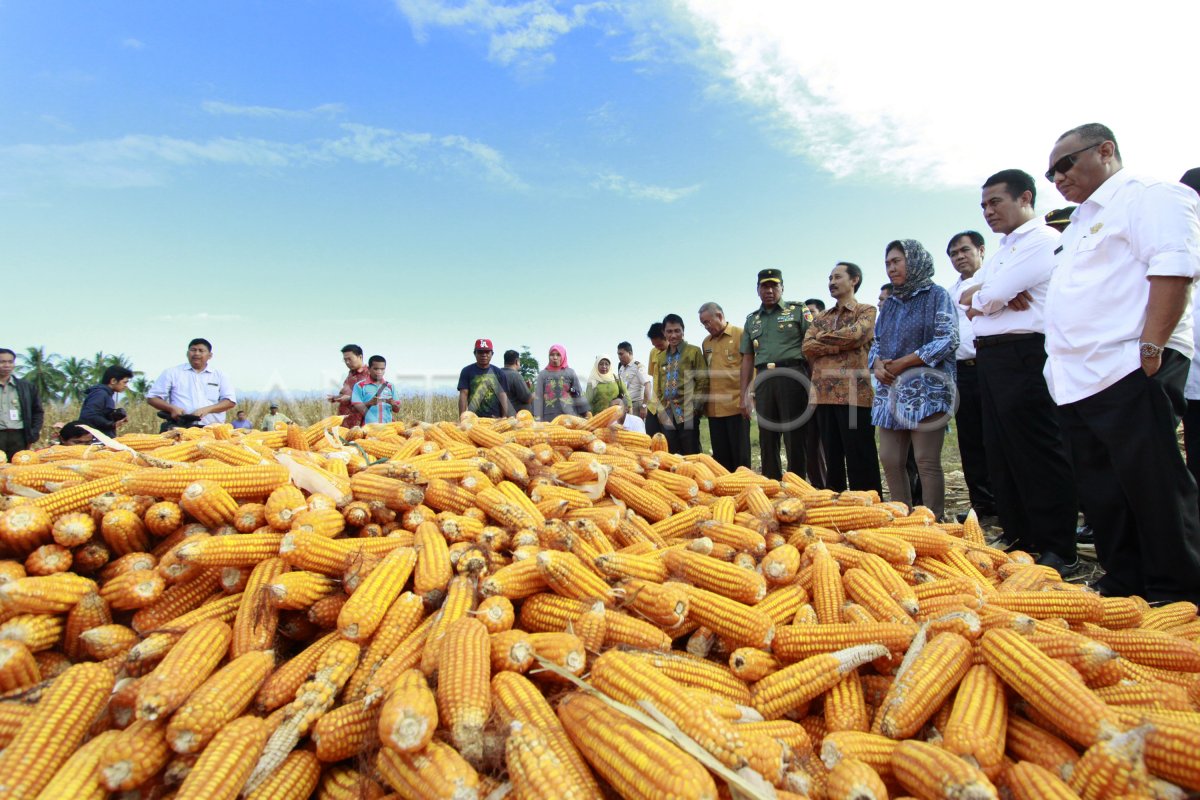 MENTAN PANEN RAYA JAGUNG ANTARA Foto