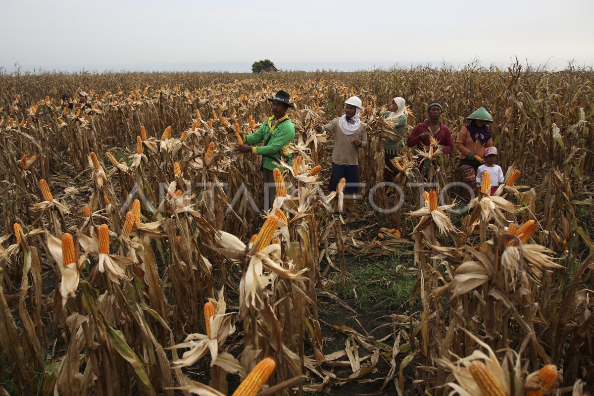 Panen Jagung Petani Dmpa Antara Foto Panen Jagung Petani Dmpa Antara Foto