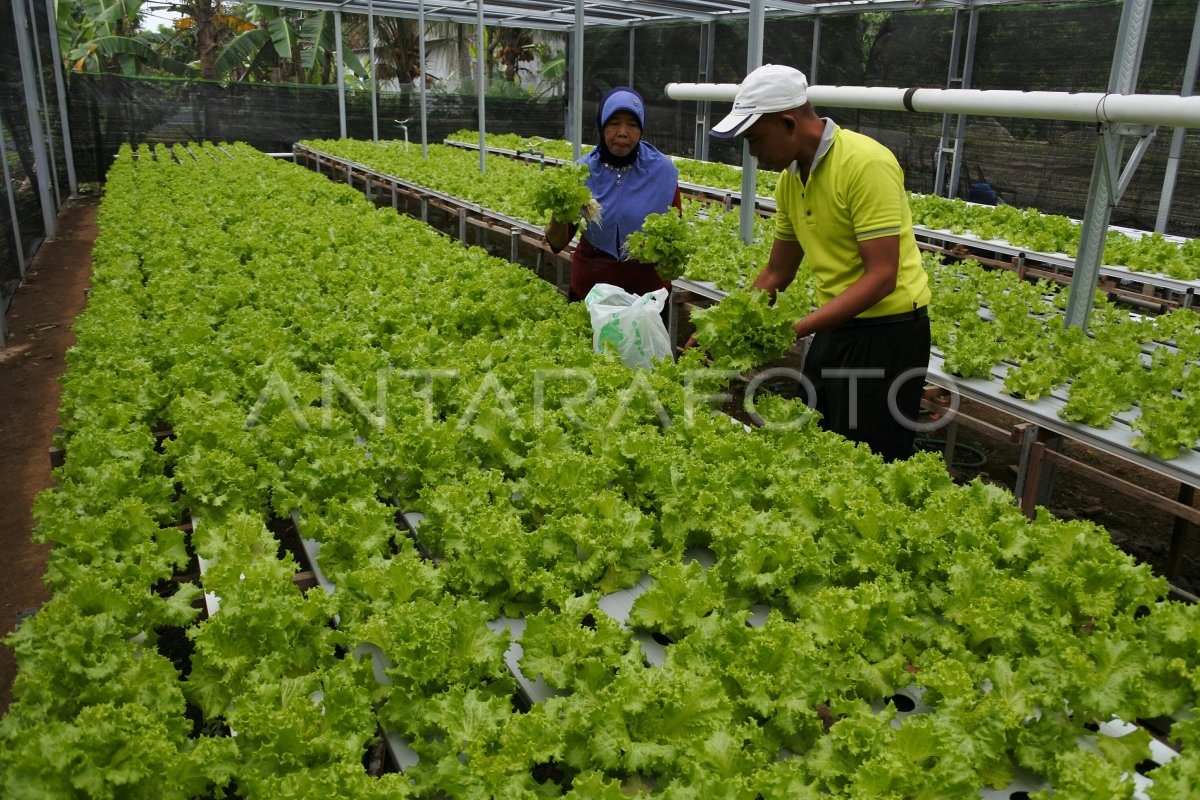 Kebun Hidroponik Sayur Selada Antara Foto