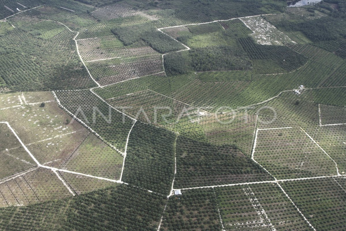 Lahan Sekolah Disita, Siswa SD Riau Belajar di Kebun Sawit