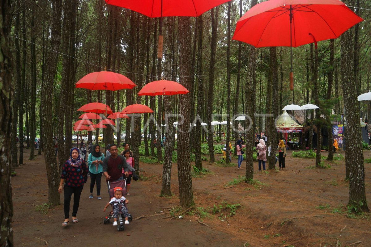 Wisata Hutan Pinus Antara Foto 2708