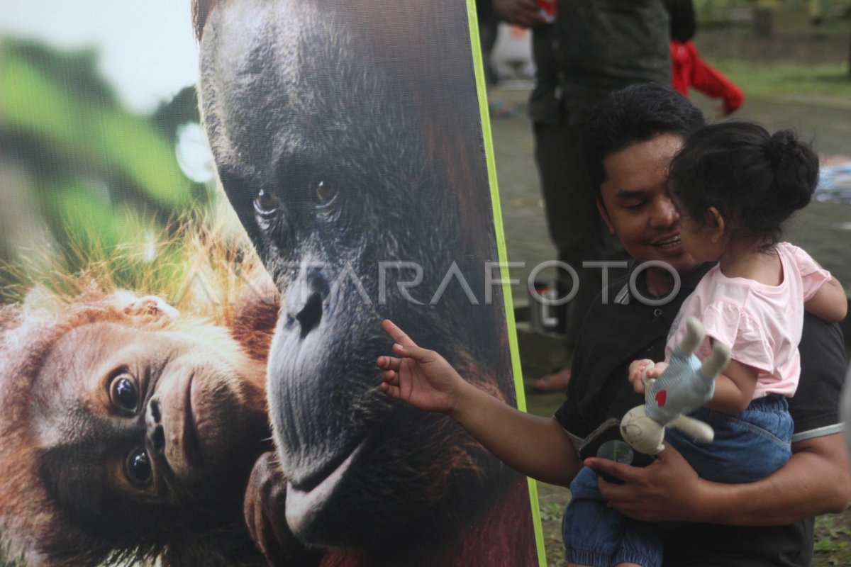 Kampanye Penyelamatan Orangutan Antara Foto