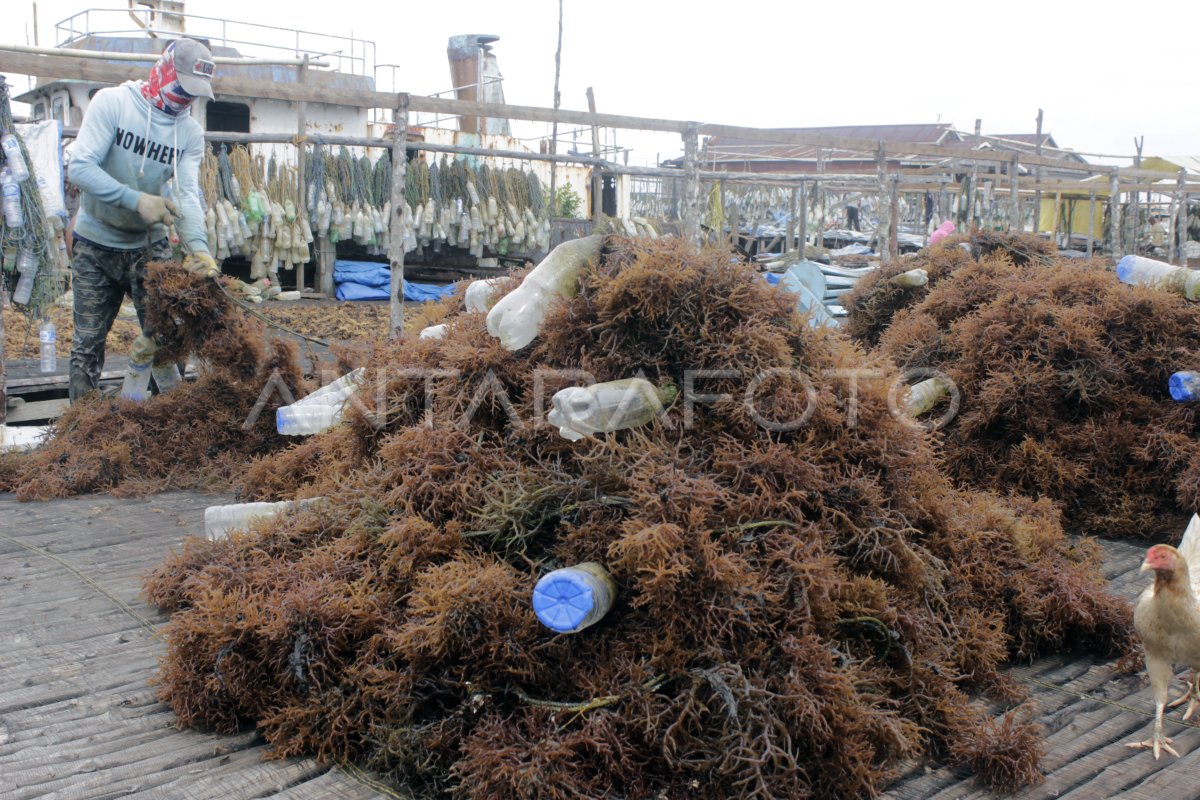 Panen Rumput Laut Nunukan Antara Foto