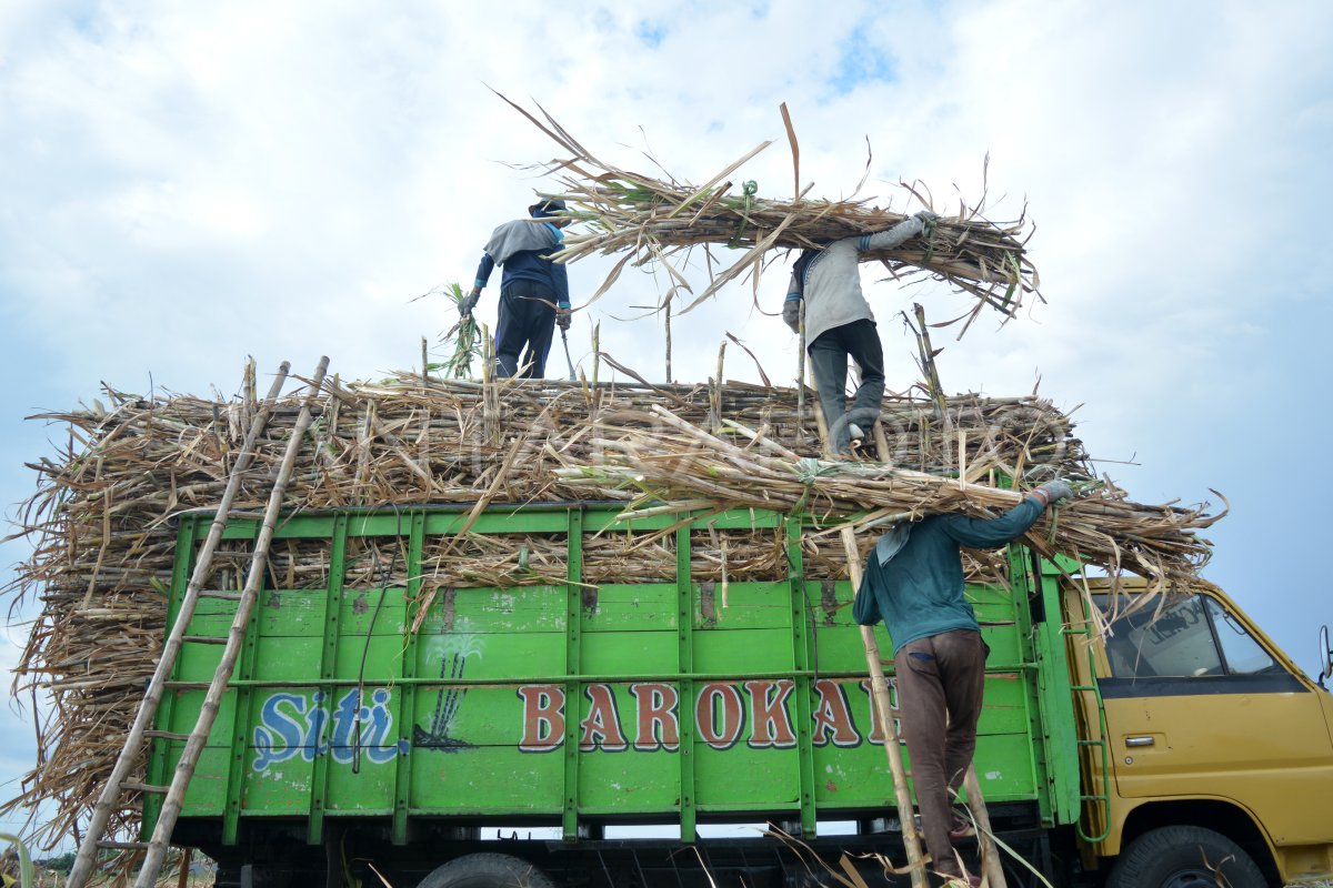 HARGA ACUAN GULA PETANI RENDAH | ANTARA Foto