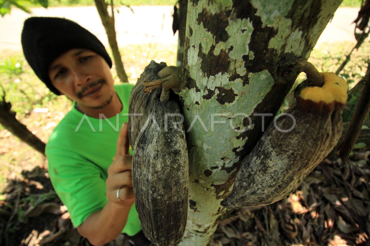 WABAH PENGGEREK BUAH KAKAO | ANTARA Foto