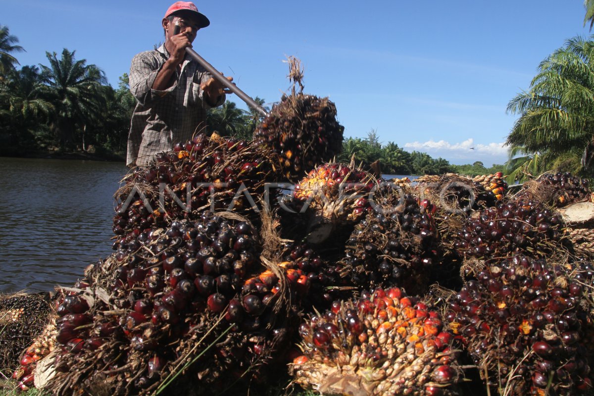 HARGA TBS TINGKAT PETANI MULAI MEMBAIK | ANTARA Foto